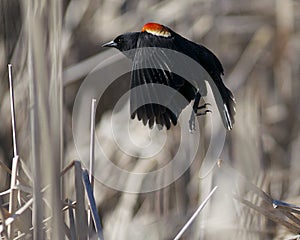 Red-Winged Blackbird