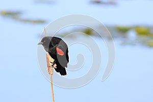 Red-winged blackbird