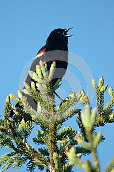 Red-winged blackbird