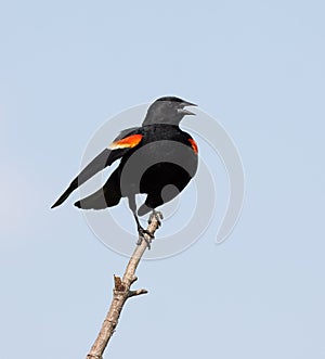 Red-winged Blackbird