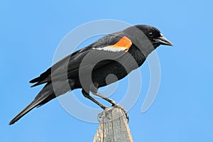 Red-winged Blackbird