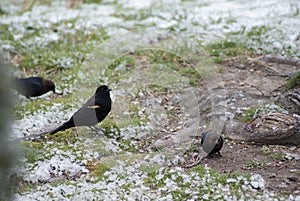 Red-winged Blackbird