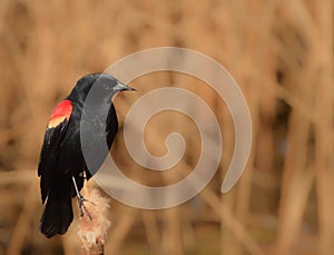 Red winged Blackbird