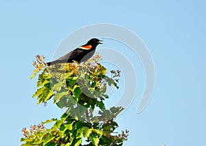 Red Winged Blackbird photo