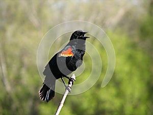 Red-winged Blackbird 4