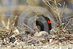 Red winged blackbird.