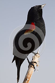 Red-winged Blackbird