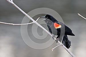 Red-winged blackbird