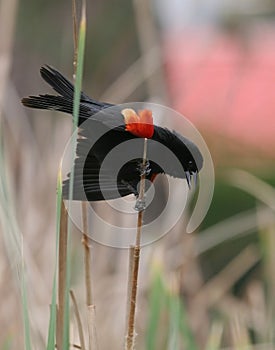 Red-winged Blackbird