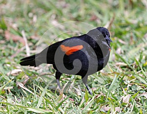 Red-winged blackbird adult male chirping on grass