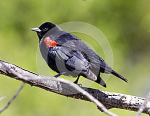Red-winged Blackbird adult male perched on a tree branch