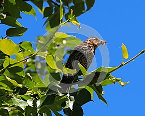 Red Winged Blackbird Or Agelaius Phoeniceus