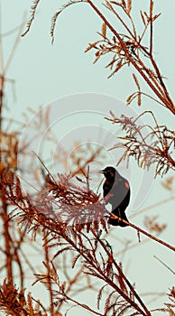 Red winged blackbird Agelaius phoeniceus