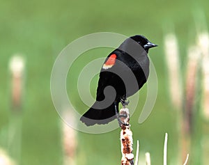 Red Winged Blackbird Or Agelaius Phoeniceus