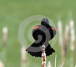 Red Winged Blackbird Or Agelaius Phoeniceus