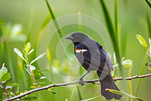 Red winged blackbird ` Agelaius phoeniceus `