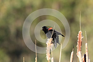 Red-winged blackbird Agelaius phoeniceus