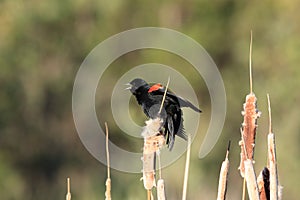 Red-winged blackbird Agelaius phoeniceus