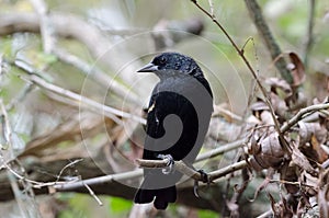 Red-winged Blackbird Agelaius phoeniceus