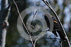 Red-winged Blackbird Agelaius phoeniceus