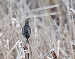 Red Winged Blackbird Or Agelaius Phoeniceus