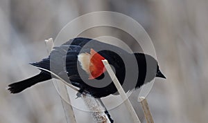 Red Winged Blackbird Or Agelaius Phoeniceus