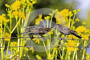 red-winged blackbird (Agelaius phoeniceus)