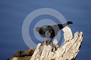 Red-winged blackbird, Agelaius phoeniceus