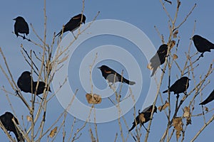 Red-winged blackbird, Agelaius phoeniceus