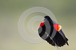 Red-winged Blackbird, Agelaius phoeniceus