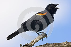 Red winged blackbird (Agelaius phoeniceus