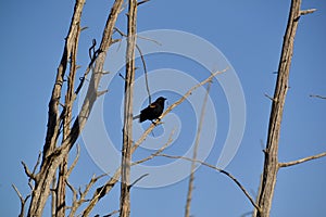 Red-winged Blackbird (Agelaius phoeniceus) along hiking trail at Bear Creek