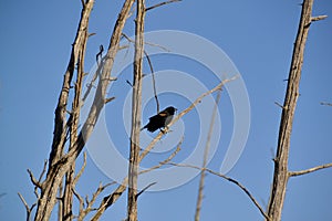 Red-winged Blackbird (Agelaius phoeniceus) along hiking trail at Bear Creek