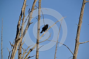 Red-winged Blackbird (Agelaius phoeniceus) along hiking trail at Bear Creek