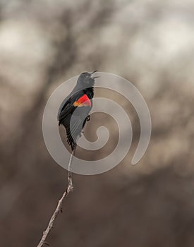 Red-winged blackbird (Agelaius phoeniceus) on a branch