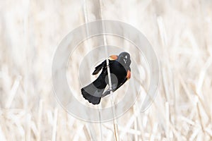 Red-winged Blackbird Agelaius phoeniceus Calls from a Marsh