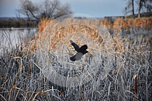 Red winged blackbird Agelaius phoeniceus close up in the wild in Colorado is a passerine bird of the family Icteridae found in m