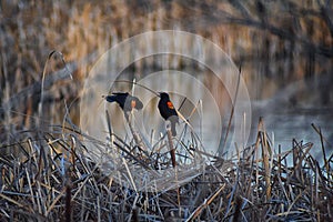 Red winged blackbird Agelaius phoeniceus close up in the wild in Colorado is a passerine bird of the family Icteridae found in m photo