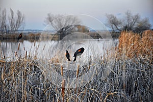 Red winged blackbird Agelaius phoeniceus close up in the wild in Colorado is a passerine bird of the family Icteridae found in m photo