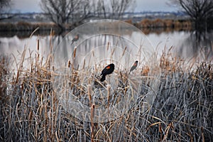 Red winged blackbird Agelaius phoeniceus close up in the wild in Colorado is a passerine bird of the family Icteridae found in m