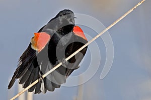 Red Winged Blackbird, Agelaius phoeniceus, displaying male