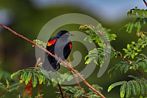 Red-winged Blackbird, Agelaius phoeniceus, exotic tropical black songbird from Costa Rica, in the green forest nature habitat. photo