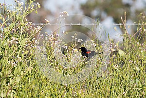 Red-winged Blackbird