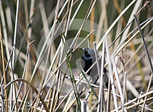 Red-winged Blackbird