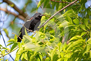 Red-winged Blackbird Agelaius phoeniceus male, perched on a branch in early summer