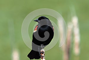 Red Winged Blackbird Or Agelaius Phoeniceus photo