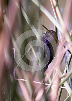 Red-winged Blackbird (Agelaius phoeniceus) in North America