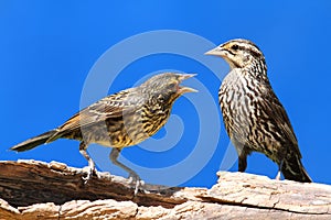 Red-winged Blackbird