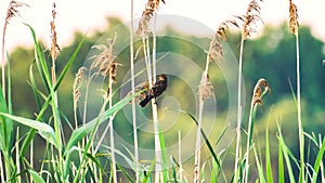 Red-winged blackbird (Agelaius phoeniceus) perched on top of the grass in the daytime