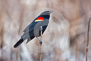 Red-winged Blackbird Agelaius phoeniceus perches on a reed stalk